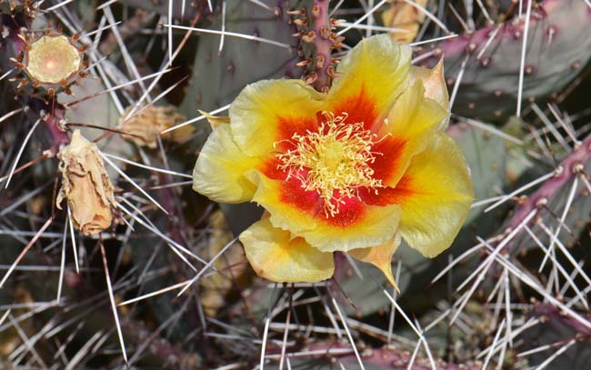 Long-spined Prickly Pear has showy yellow flowers with red tinges in the lower portions; both the filaments and anthers are also yellow. Plants bloom from March to June. Opuntia macrocentra 